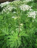 Heracleum dissectum