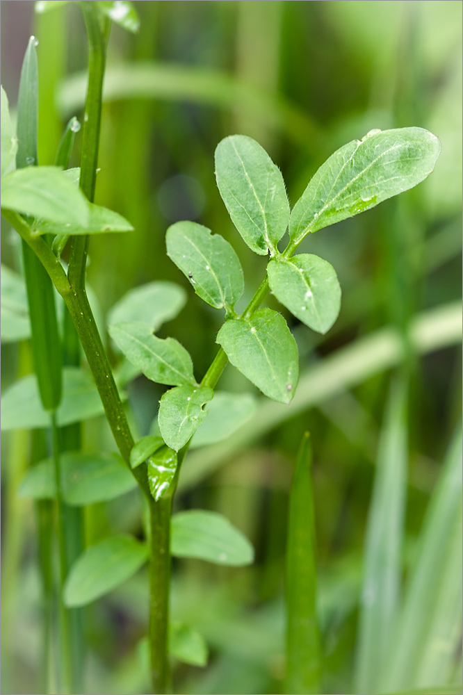 Изображение особи Cardamine amara.