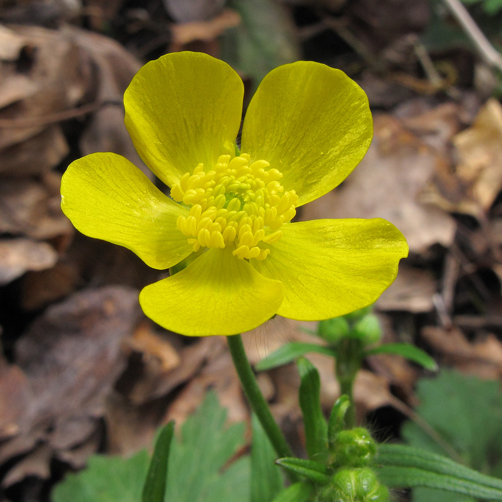 Изображение особи род Ranunculus.