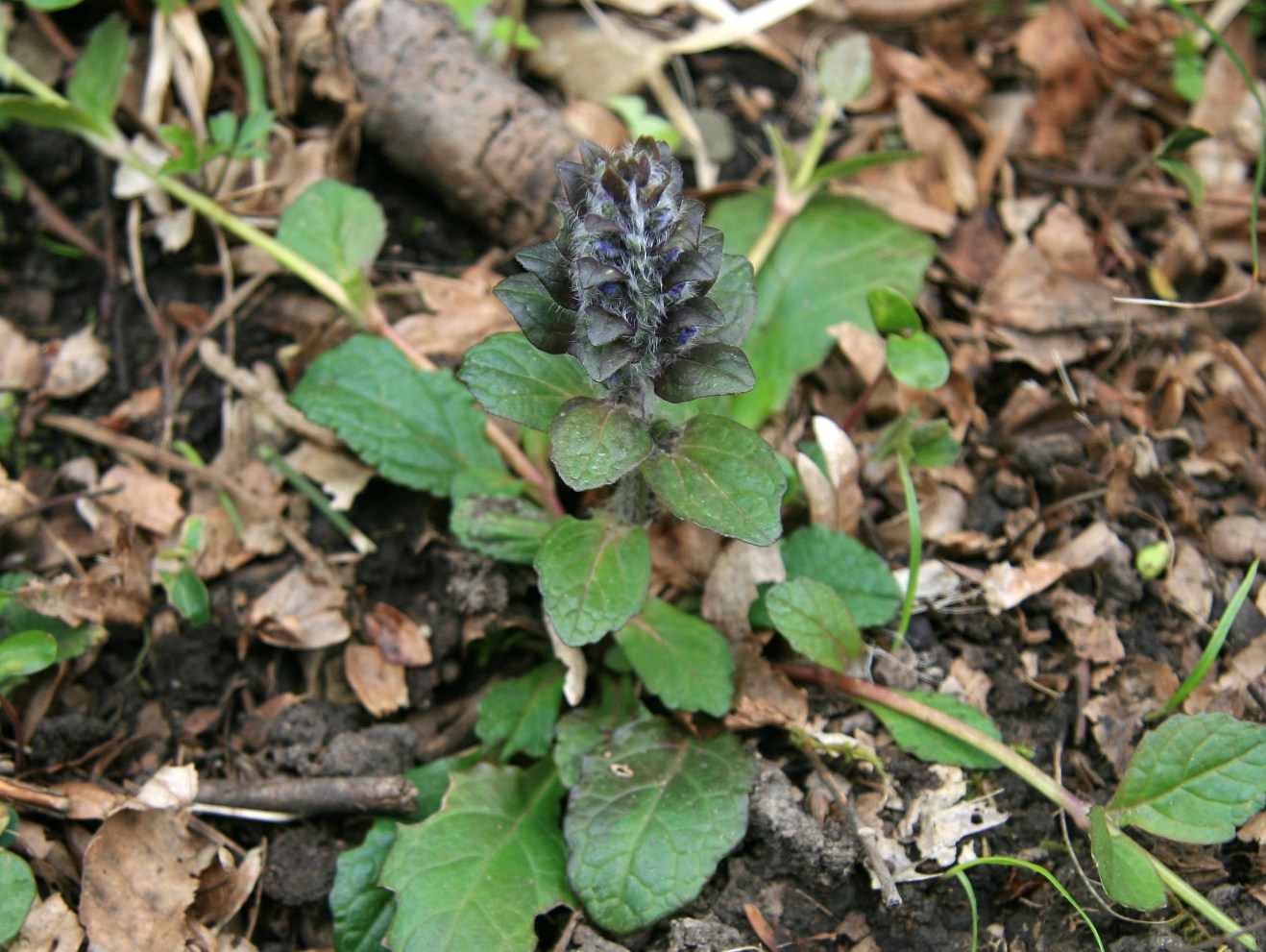 Image of Ajuga reptans specimen.