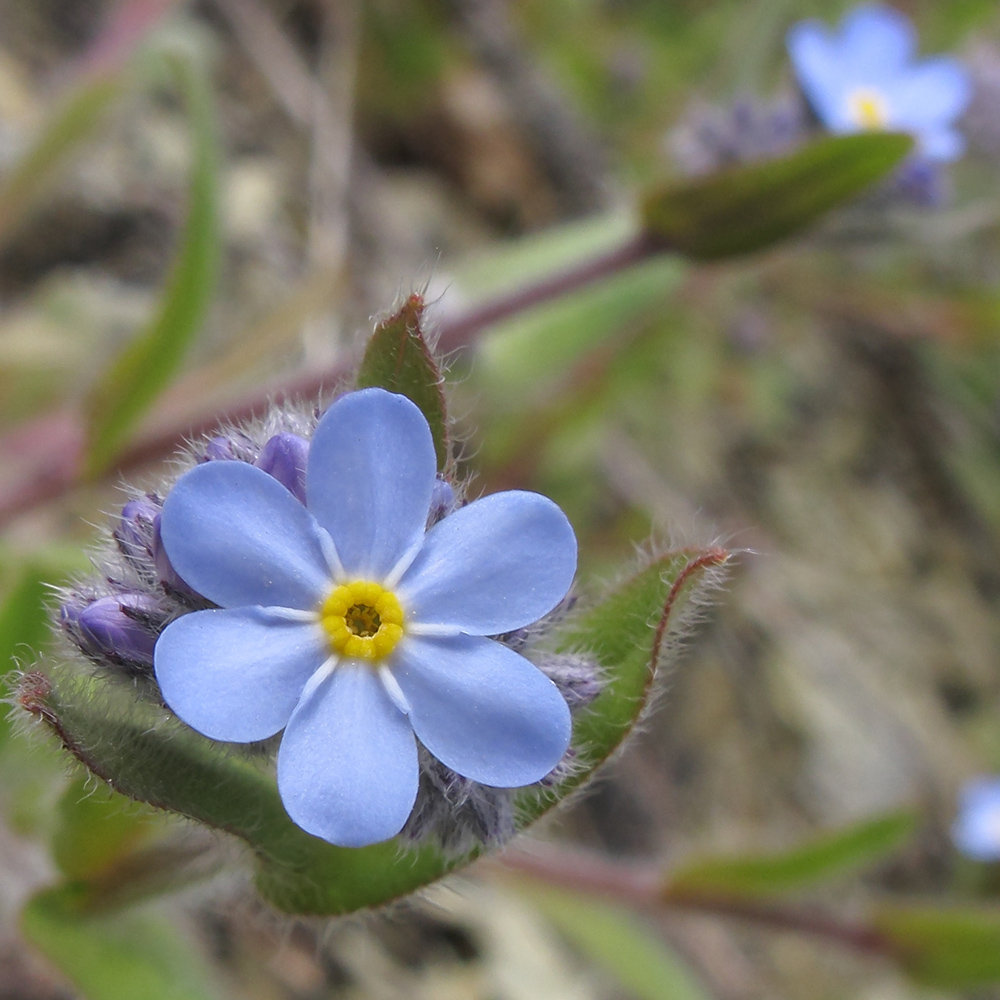 Image of Myosotis lithospermifolia specimen.