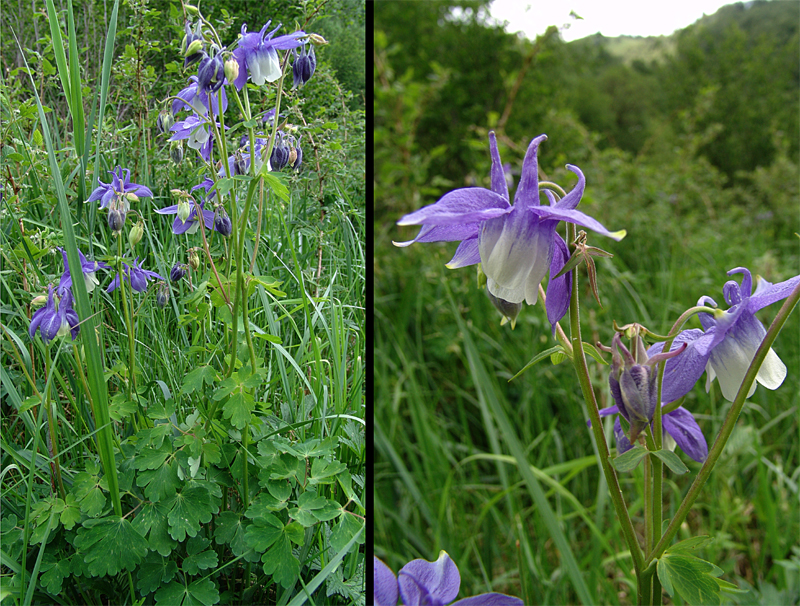 Image of Aquilegia olympica specimen.