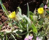 Catananche lutea. Цветущее растение. Израиль, гора Гильбоа, гарига. 22.03.2014.