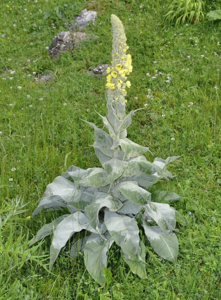 Изображение особи Verbascum eriophorum.