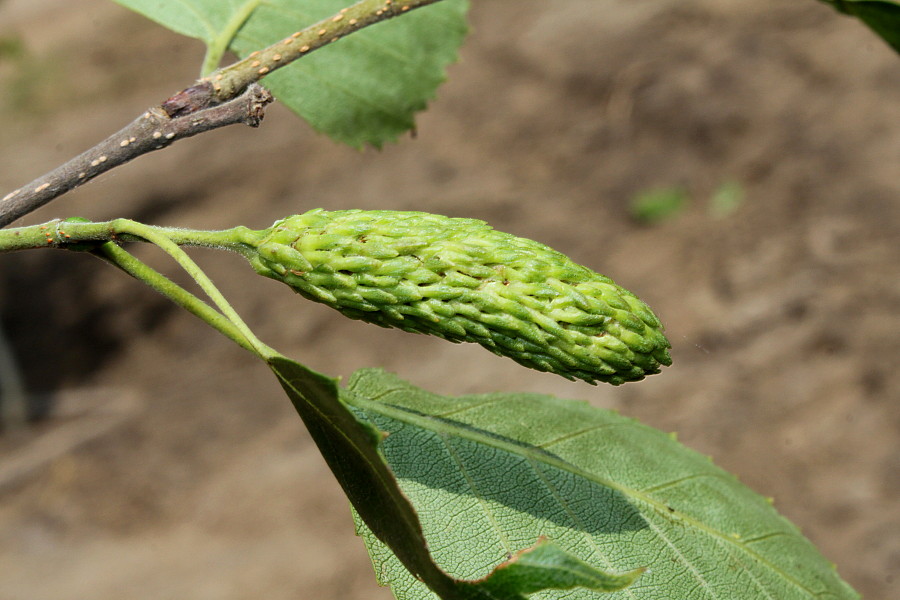 Изображение особи Betula utilis var. jacquemontii.