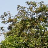 Sorbus koehneana. Часть кроны плодоносящего растения. Германия, г. Дюссельдорф, Ботанический сад университета. 03.06.2014.