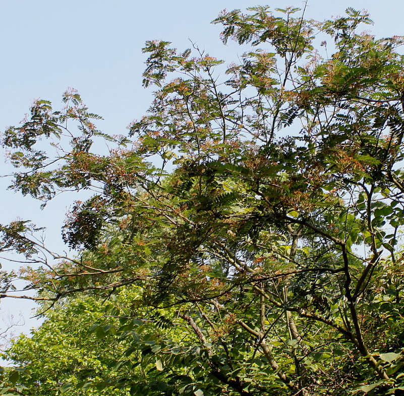 Изображение особи Sorbus koehneana.