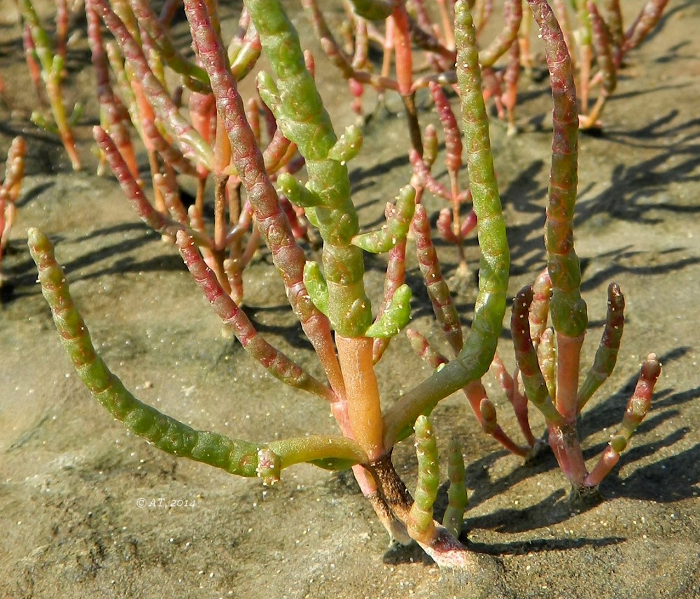 Image of genus Salicornia specimen.