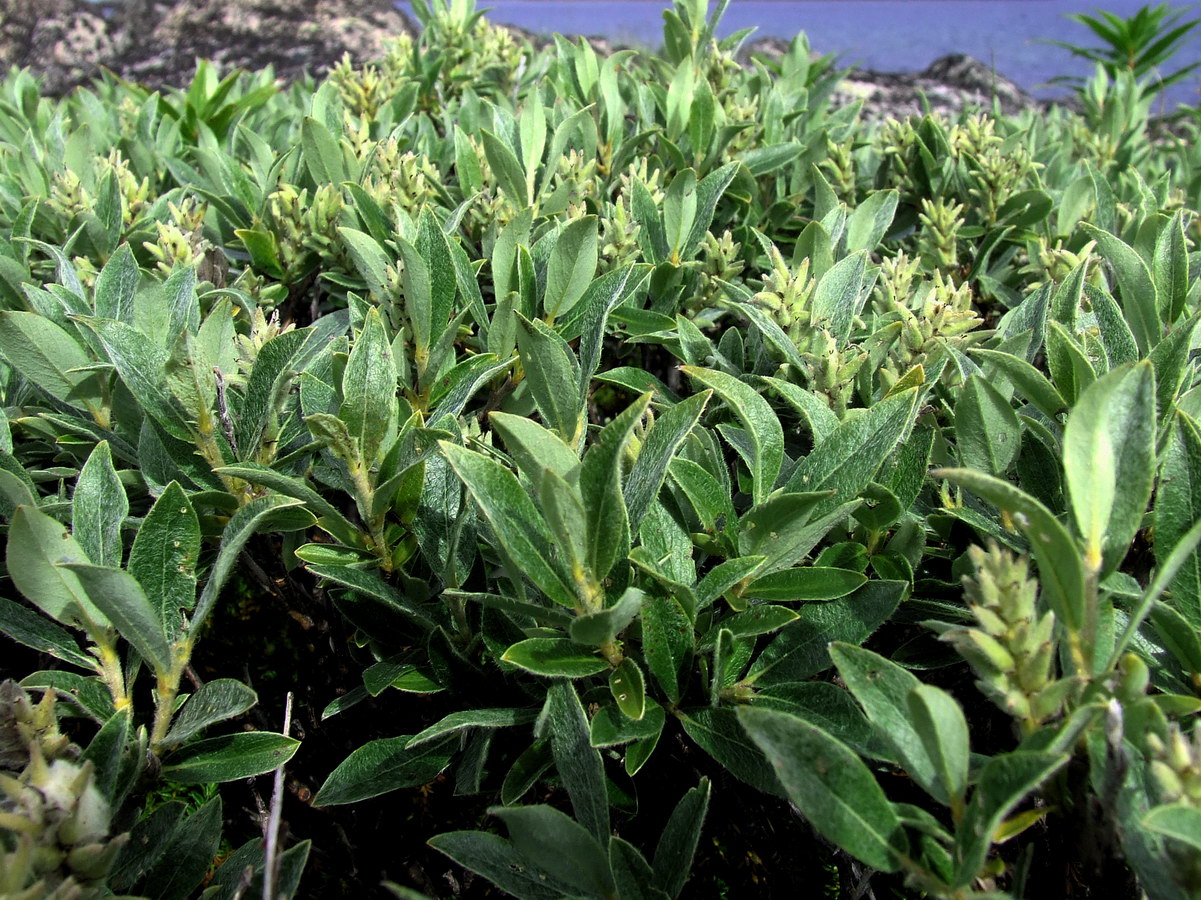 Image of Salix glauca specimen.