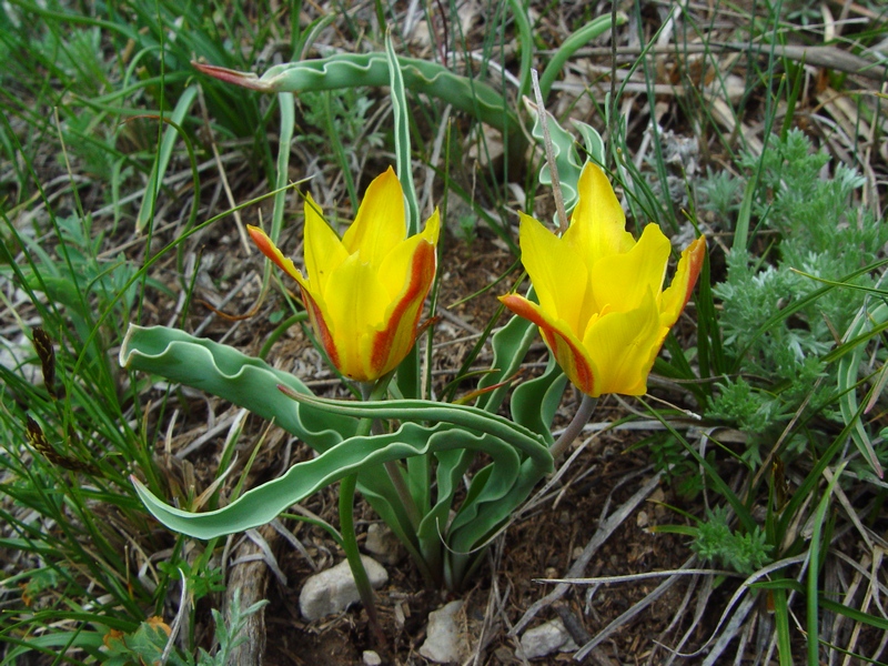 Изображение особи Tulipa tetraphylla.