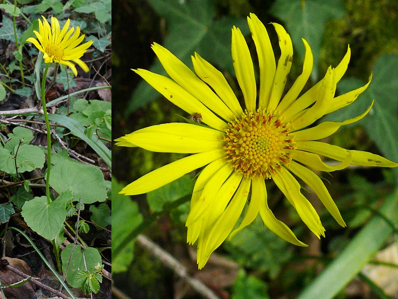 Image of Doronicum orientale specimen.