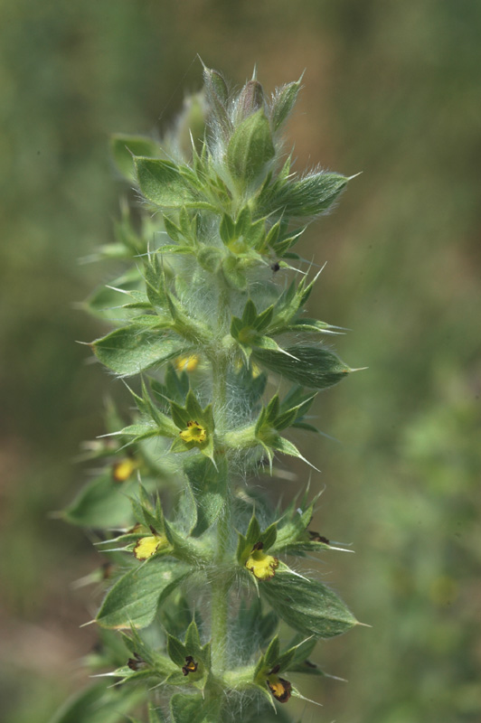 Image of Sideritis montana specimen.