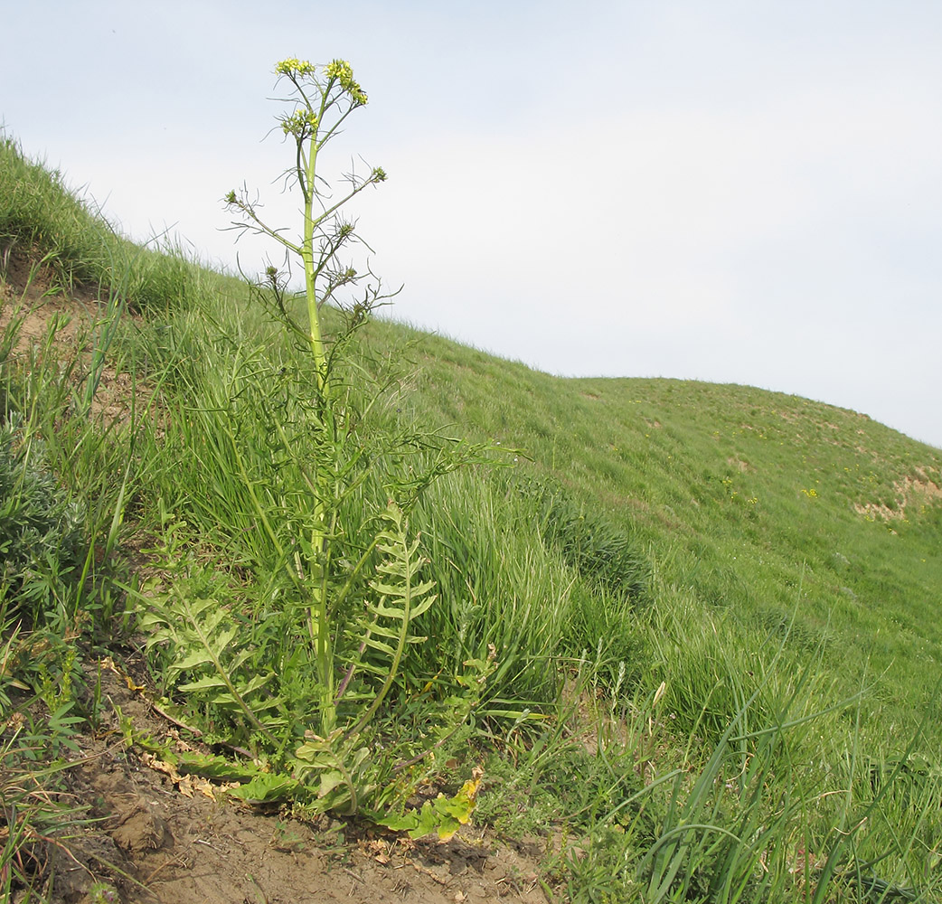 Image of Sisymbrium altissimum specimen.