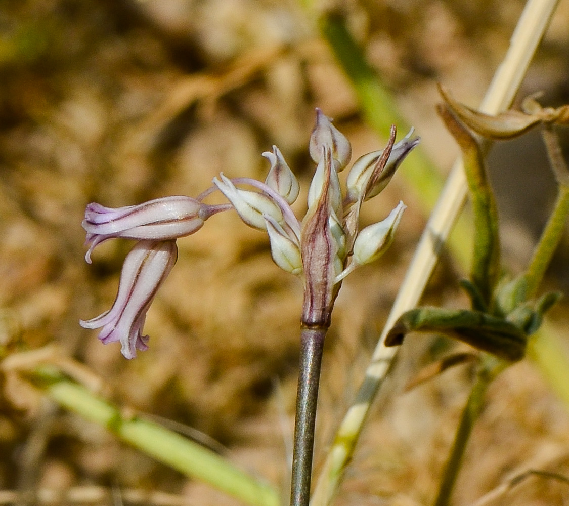 Image of Allium desertorum specimen.