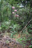 Lilium pilosiusculum