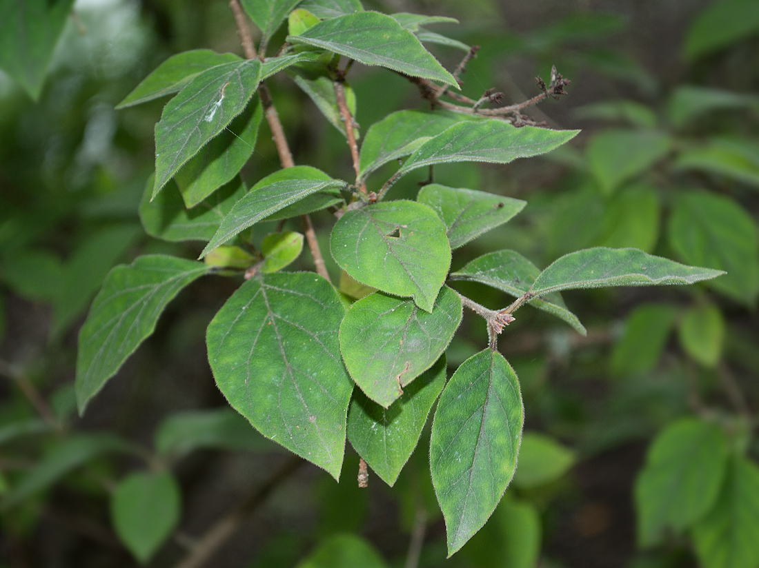 Image of Syringa pubescens ssp. julianae specimen.