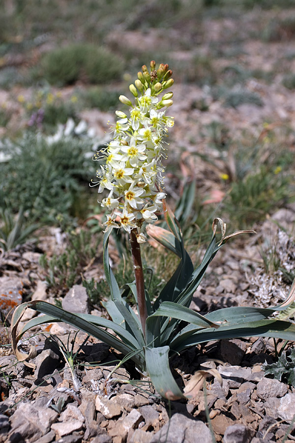 Image of Eremurus lactiflorus specimen.