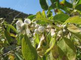 Lonicera nummulariifolia