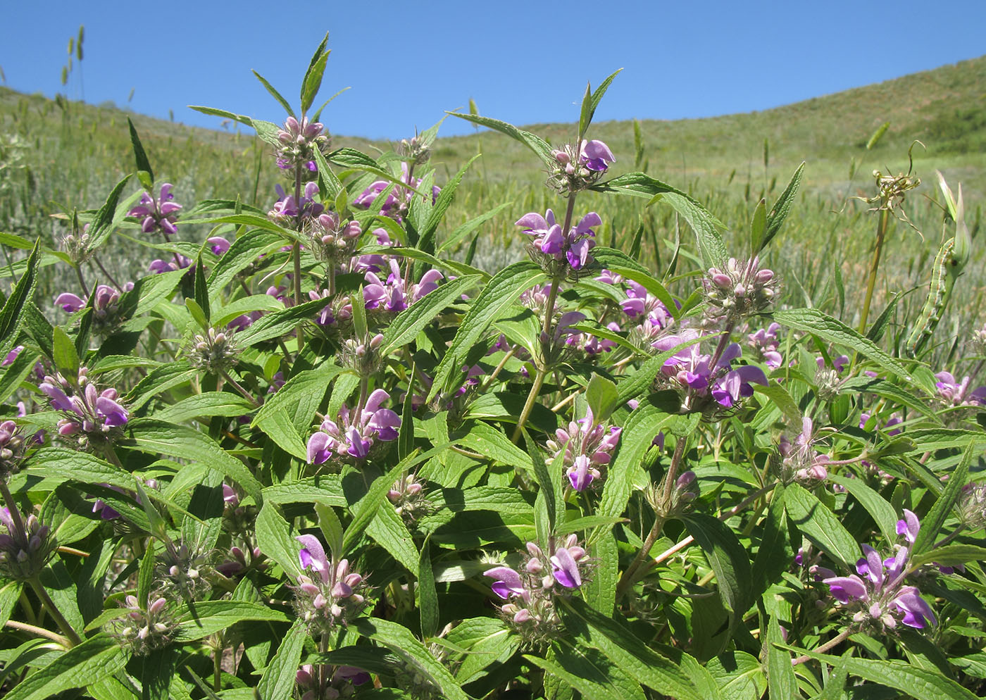 Image of Phlomis pungens specimen.