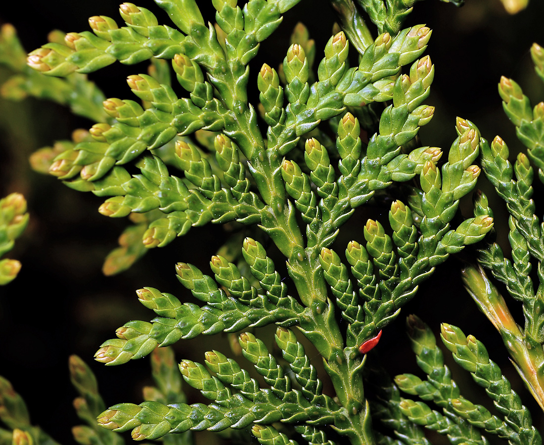 Image of Thuja occidentalis specimen.