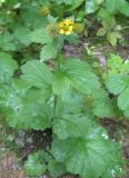 Geum macrophyllum. Цветущее и плодоносящее растение. Томск, парк \"Университетская роща\". 07.07.2009.