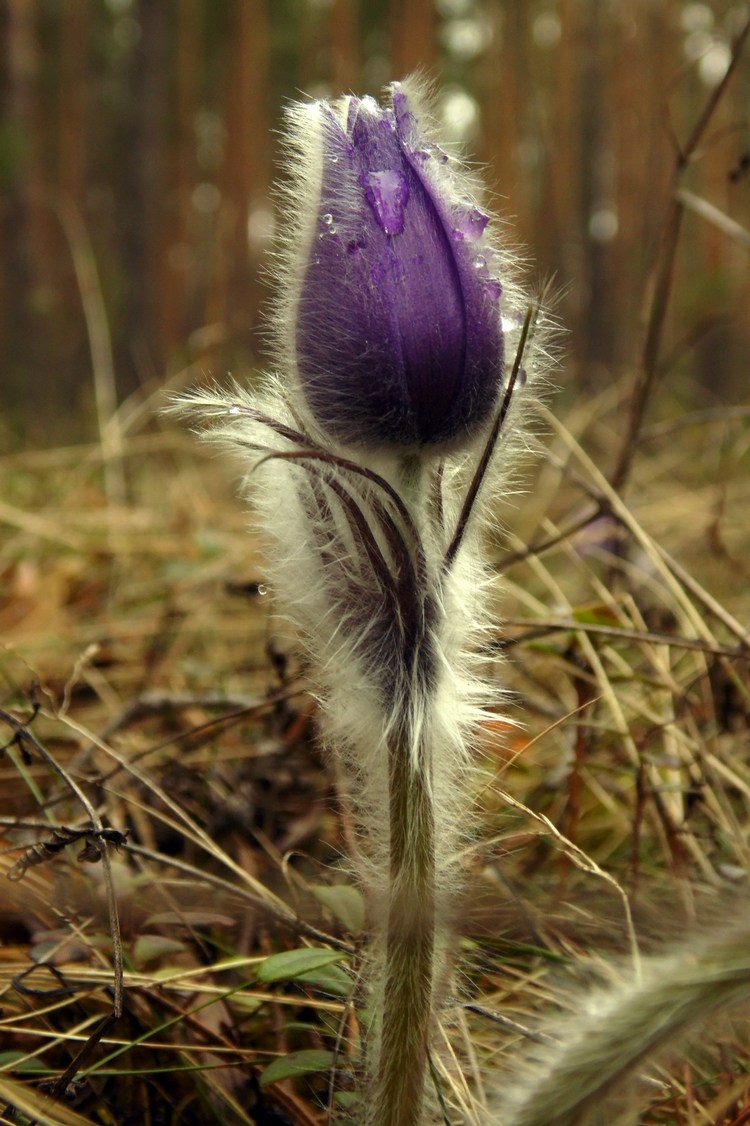 Image of Pulsatilla patens specimen.