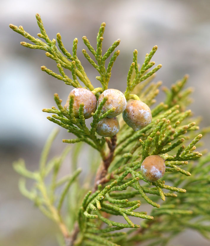 Изображение особи Juniperus sabina.