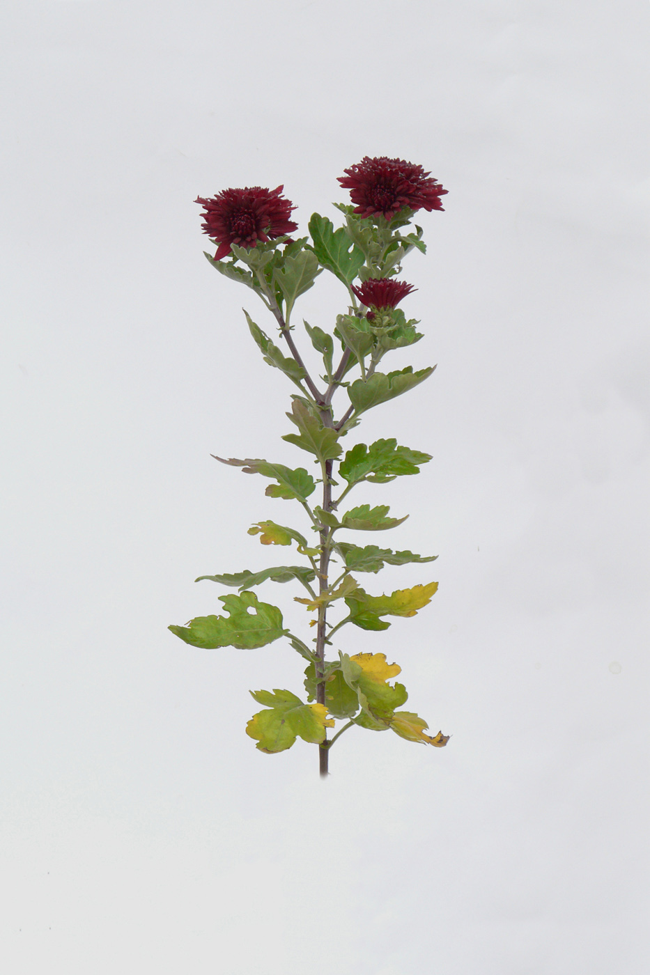 Image of Chrysanthemum indicum specimen.