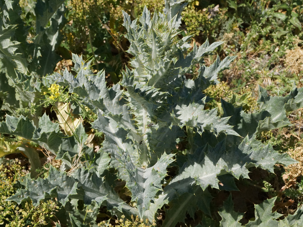 Image of Onopordum acanthium specimen.