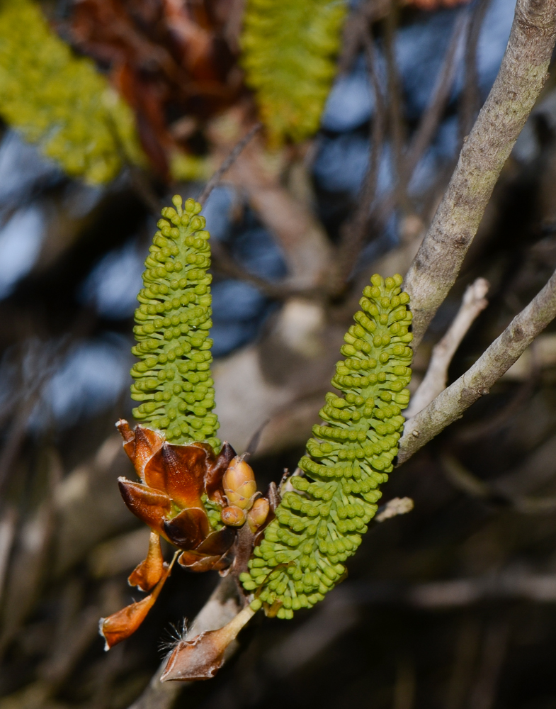 Image of Hakea bucculenta specimen.