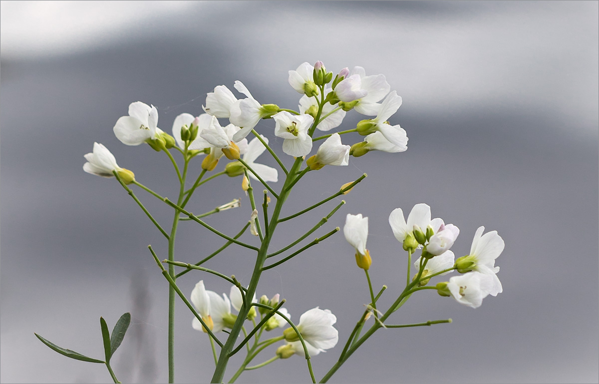 Image of Cardamine dentata specimen.