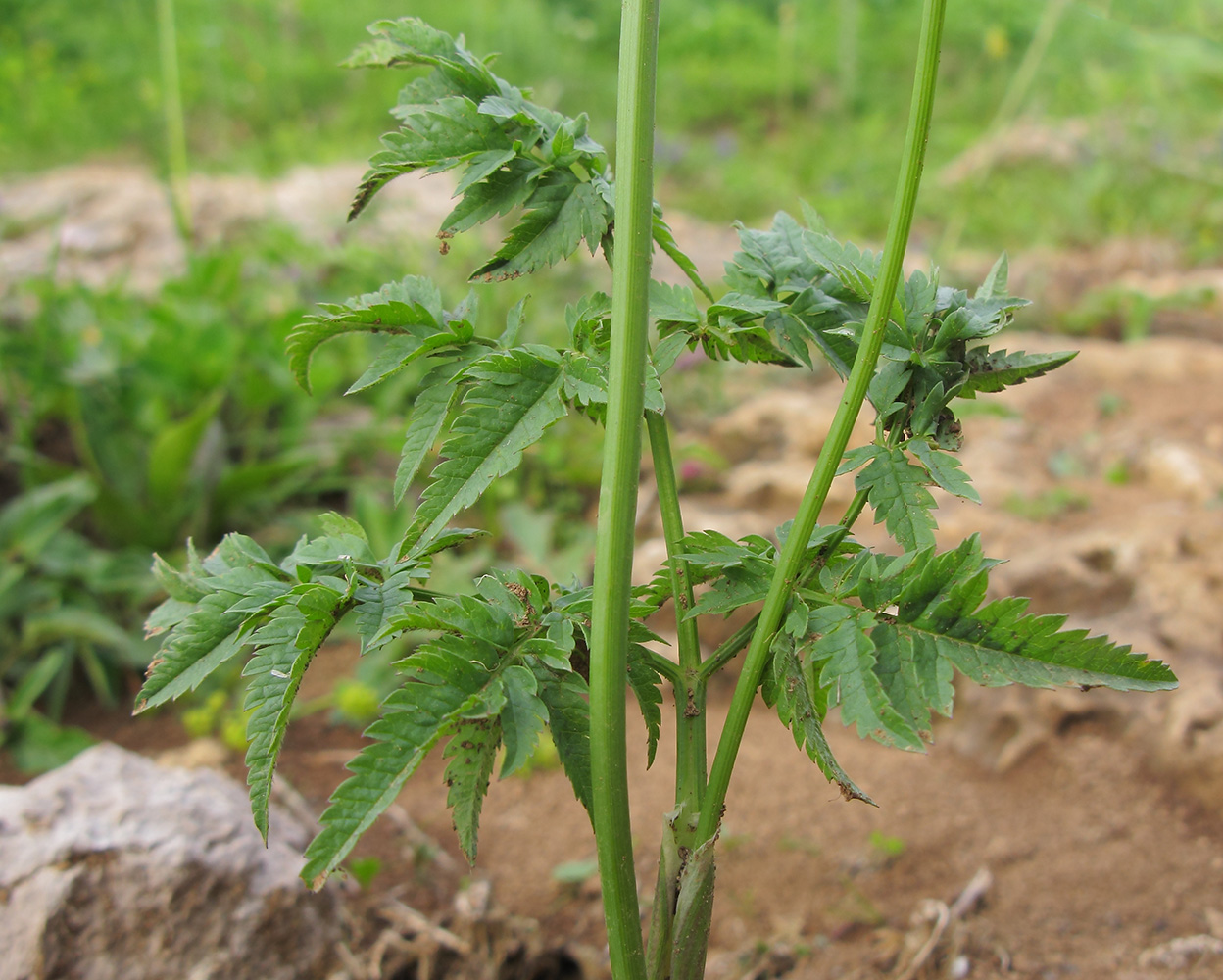 Изображение особи Chaerophyllum rubellum.