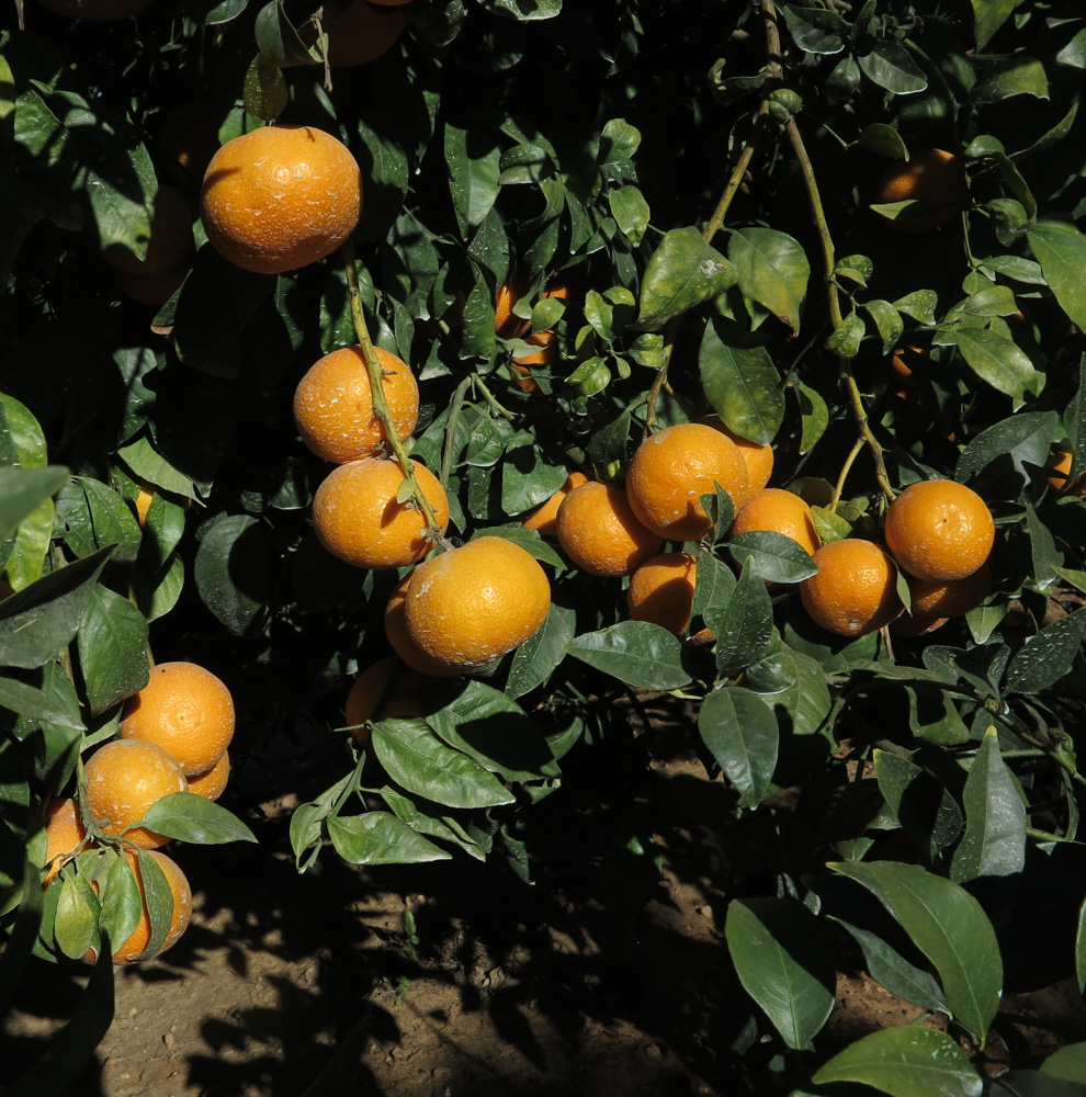 Image of Citrus reticulata specimen.