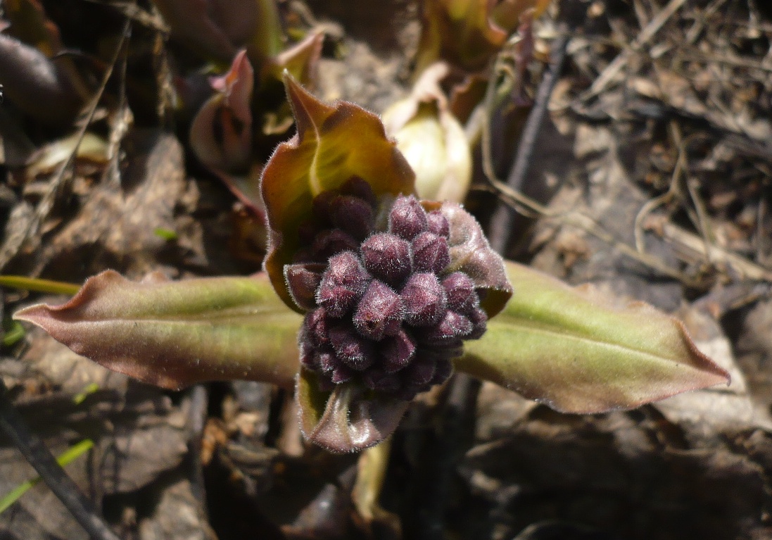 Image of Pulmonaria mollis specimen.