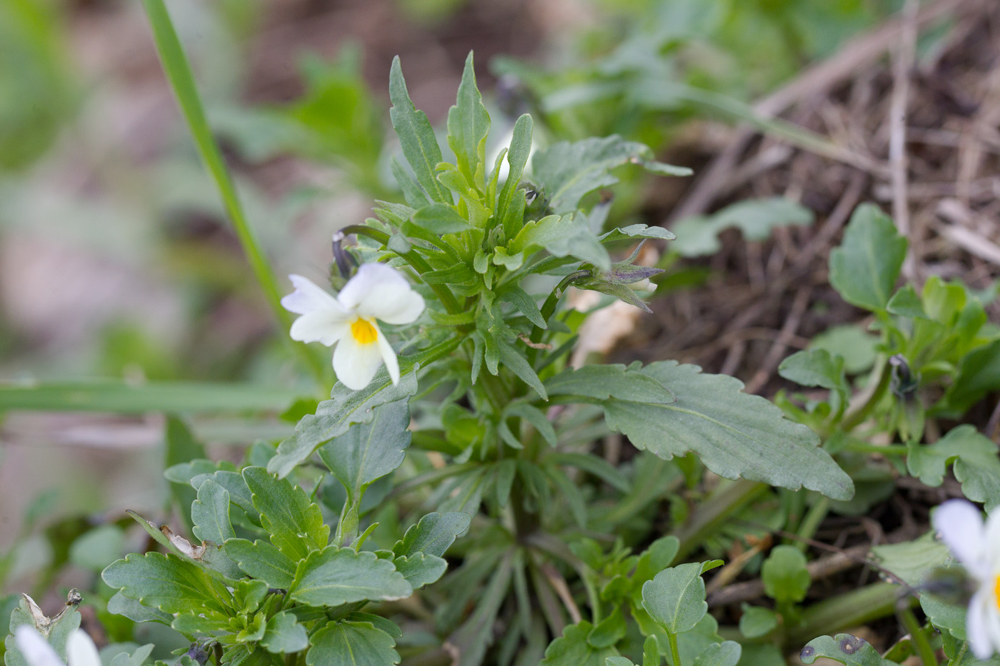 Image of Viola &times; contempta specimen.