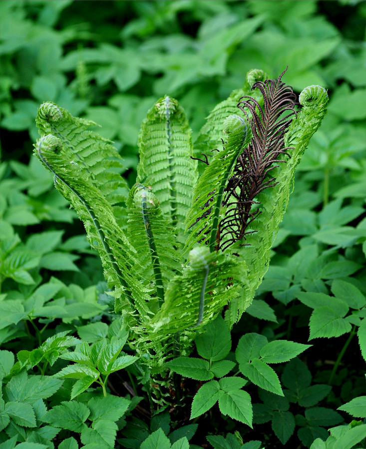 Изображение особи Matteuccia struthiopteris.