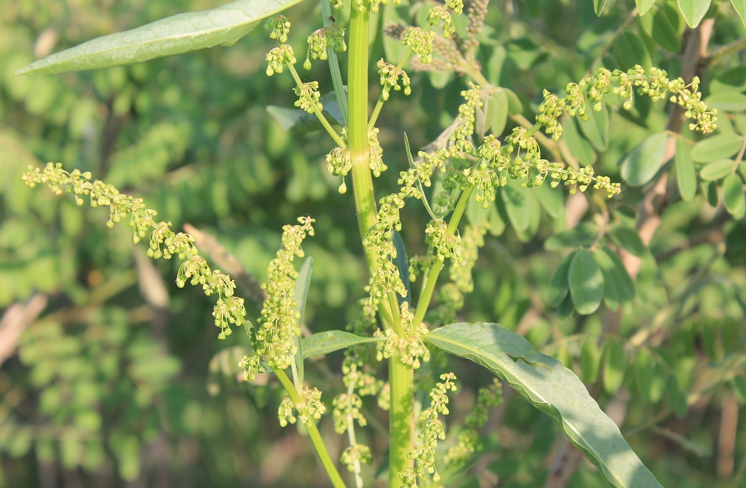 Image of Rumex patientia ssp. orientalis specimen.