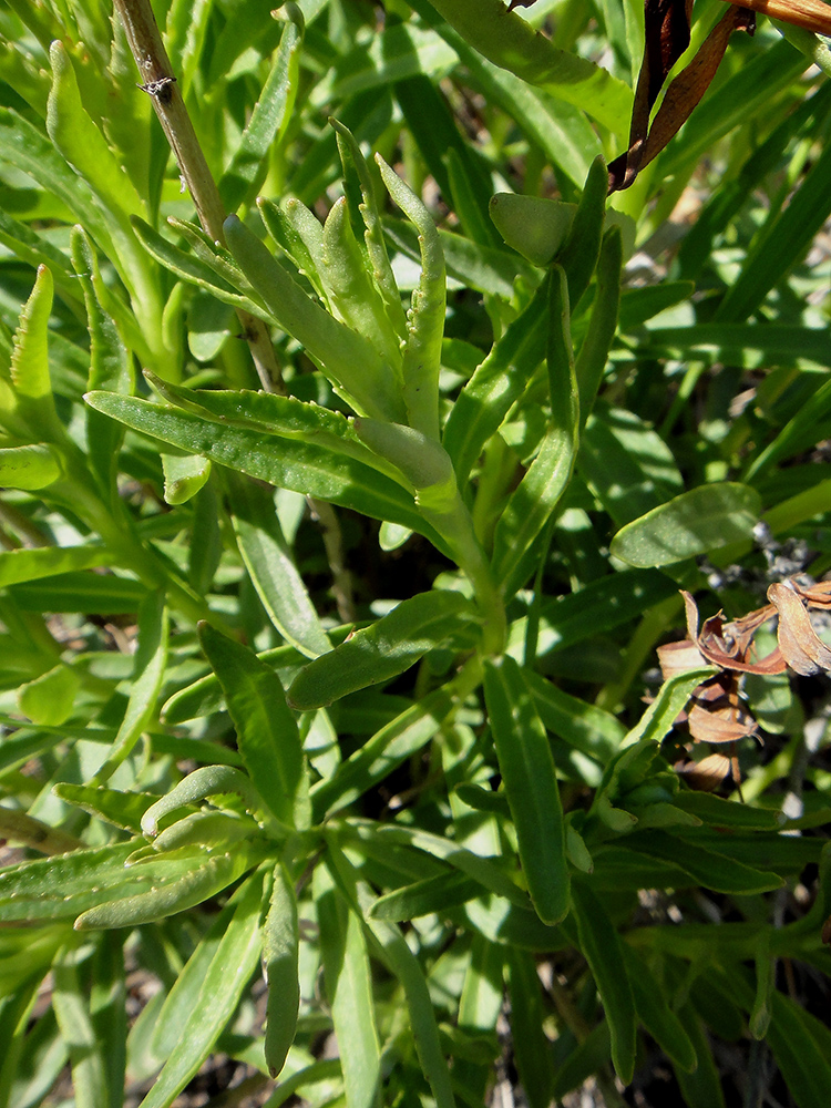 Image of Aizopsis aizoon specimen.