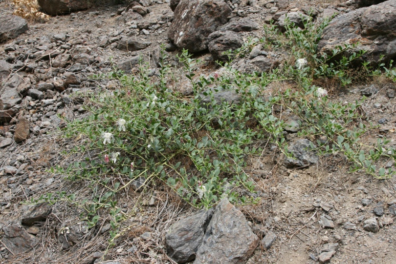 Image of Capparis herbacea specimen.