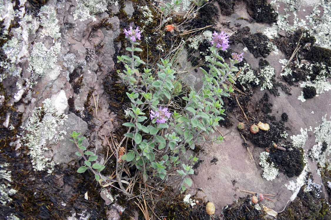 Изображение особи род Thymus.