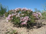 Acanthophyllum borsczowii. Цветущее растение. Казахстан, пустыня в окр. ю-з. угла оз. Балхаш. 20 мая 2016 г.
