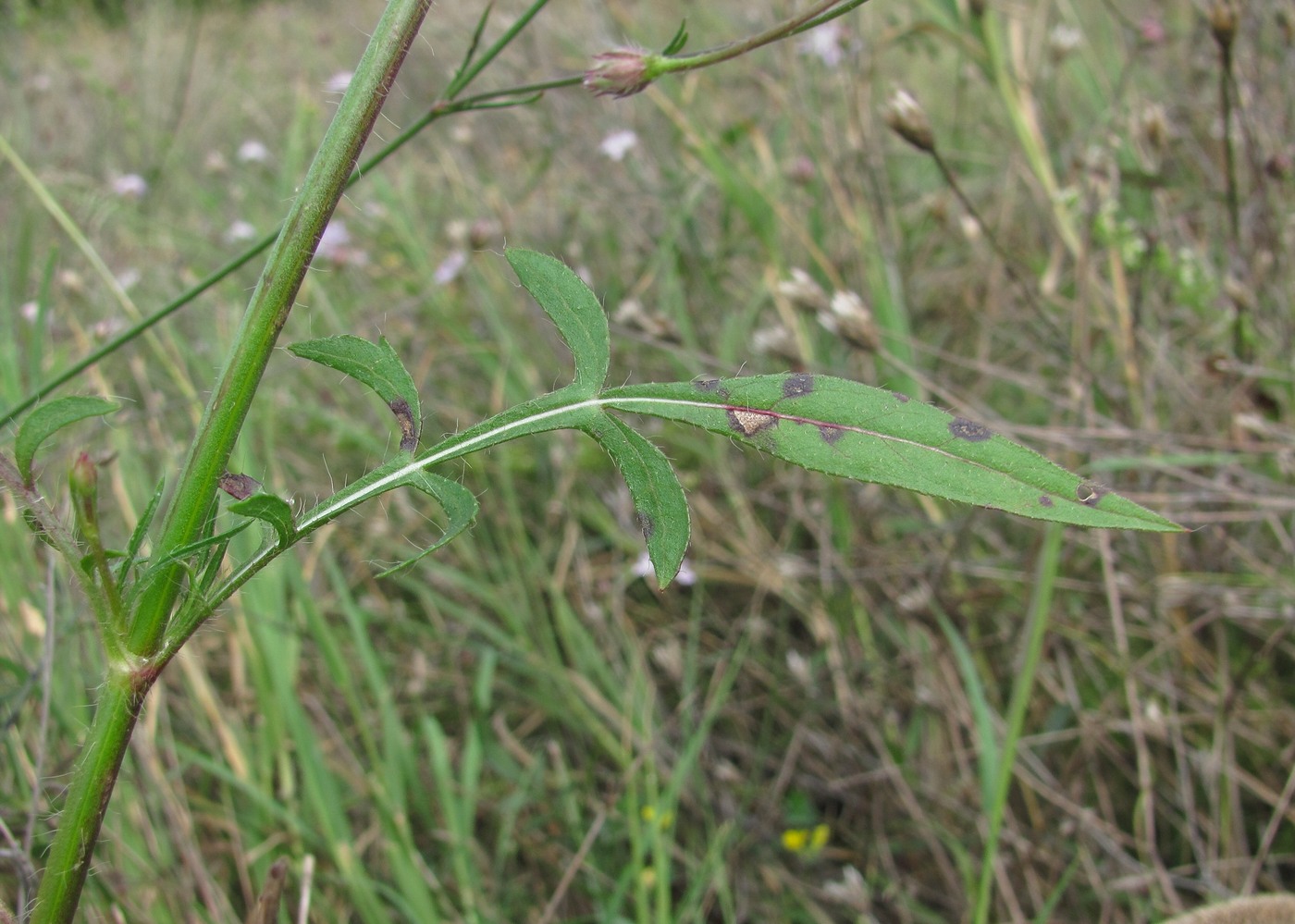 Image of Cephalaria transsylvanica specimen.