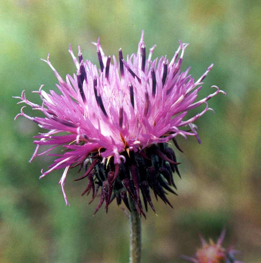 Image of Jurinea granitica specimen.