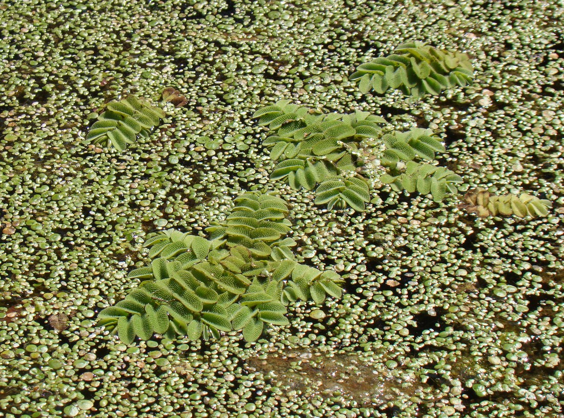 Image of Salvinia natans specimen.