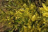 Acacia saligna. Часть ветви с цветками и бутонами. Австралия, г. Брисбен, городское озеленение. 13.08.2013.