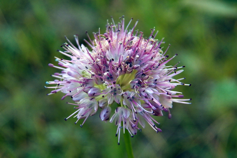 Image of genus Allium specimen.