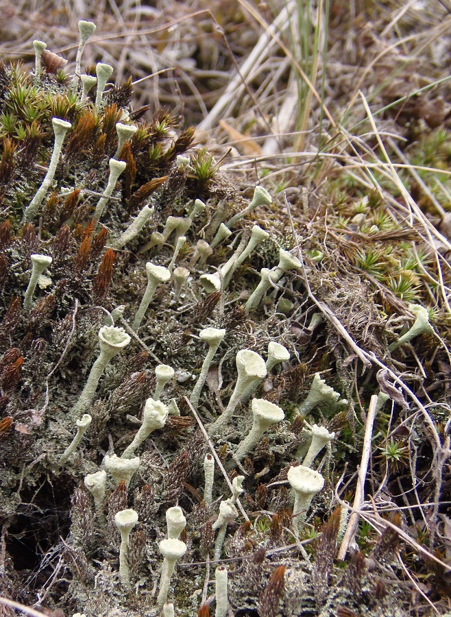 Image of Cladonia fimbriata specimen.