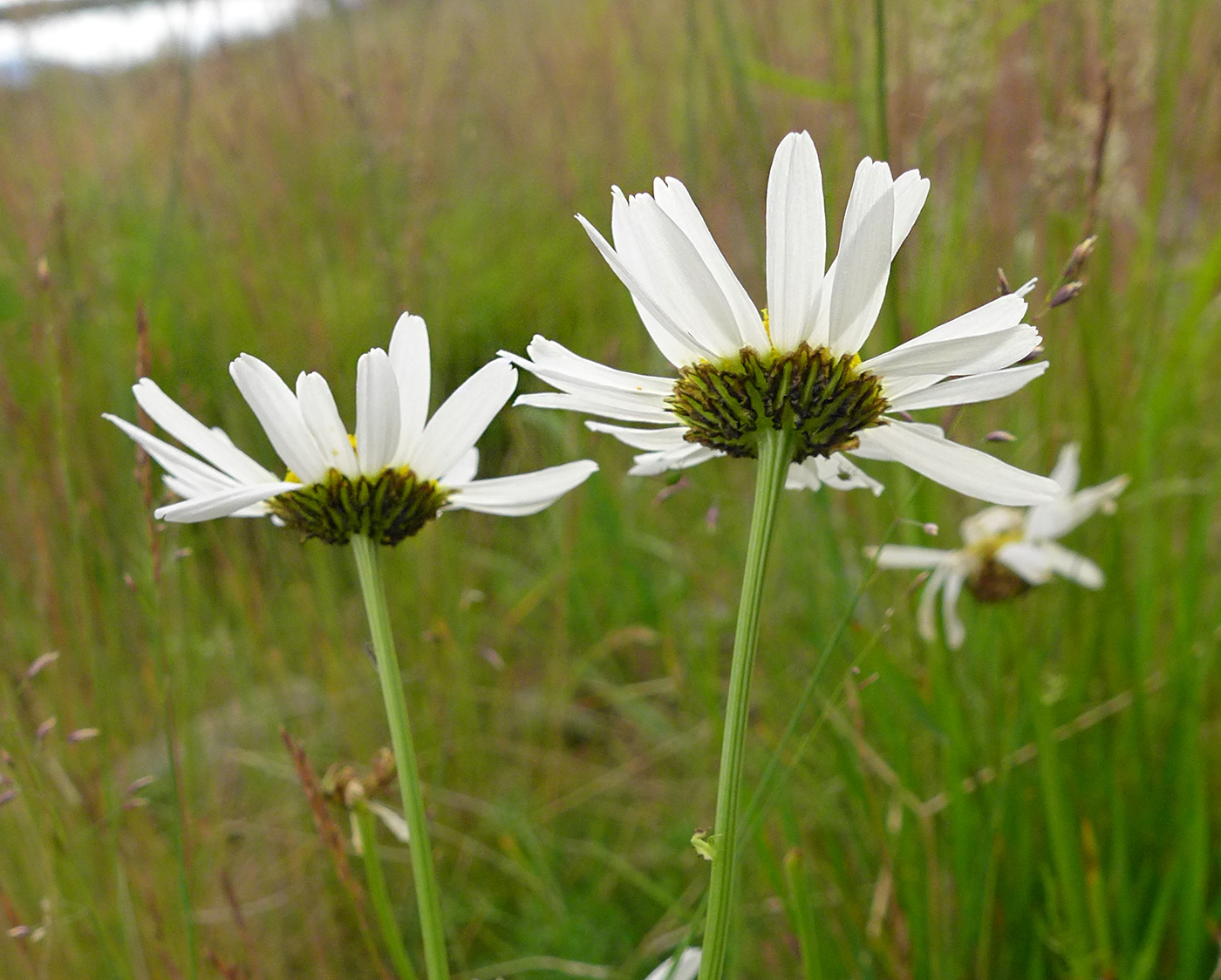 Image of Tripleurospermum hookeri specimen.