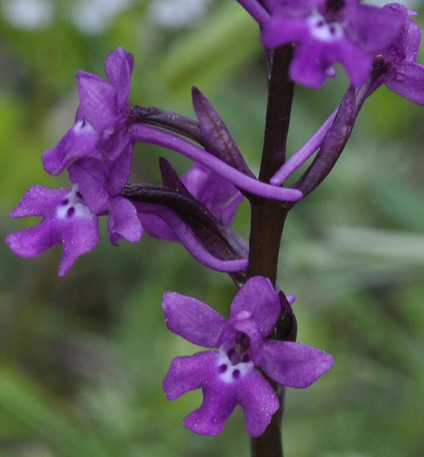 Image of Orchis quadripunctata specimen.