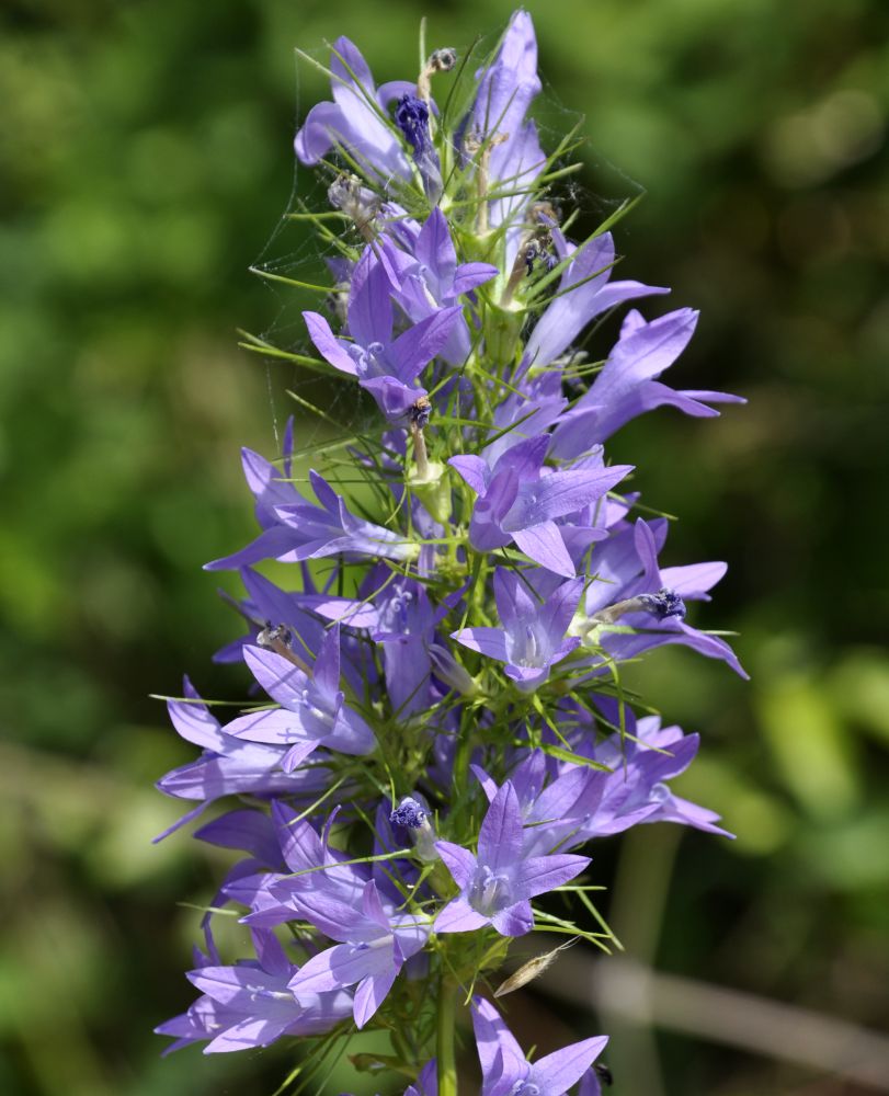 Изображение особи Campanula rapunculus.